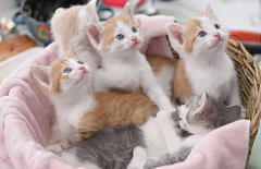 � ����-��� ���� ��� ������ ������� ��������� ������