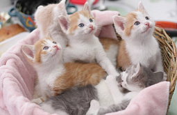 � ����-��� ���� ��� ������ ������� ��������� ������