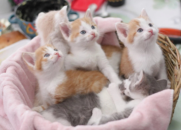 � ����-��� ���� ��� ������ ������� ��������� ������