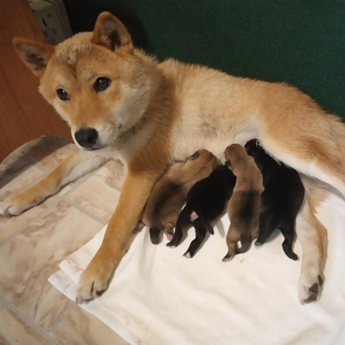 В Иркутской зоогалерее сиба-ину родила четырёх щенят  