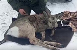 ������������� � ����-��� ������ ��������� � ���