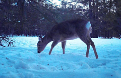 � ������� ������������� ����� �������� 