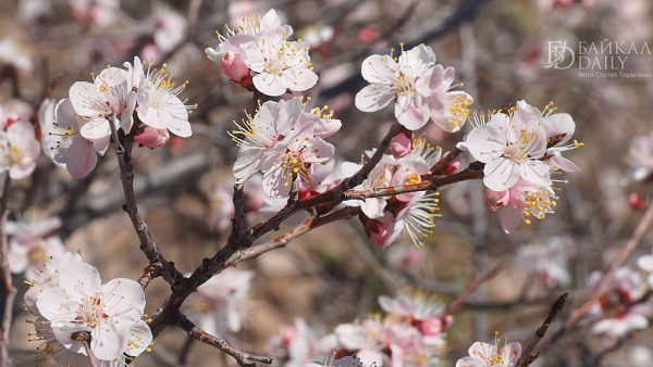 � ������ ������� ����������� ����������� ���������