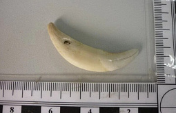 ������ �� ����� ������� ������� �� ���������� ����� �������� � ��� �� ����� ����� 