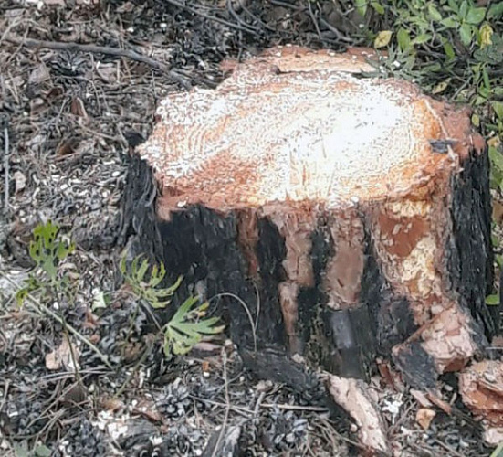 ������ ������� �� ��������� ����� �������� � �������