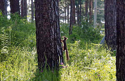 � ������� ������������ ����������� ����� �������� ���������