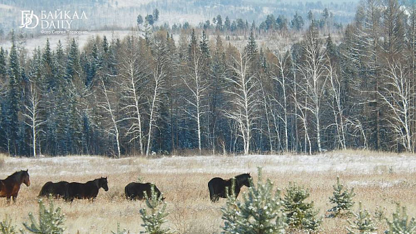 � ������� �������� ����������� ���������� ������