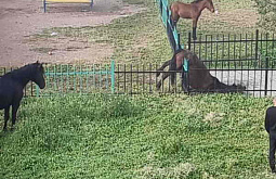 В Бурятии конь повис на заборе
