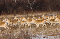 � ���������� �������� �������� ��������