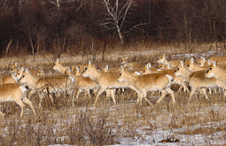 � ���������� �������� �������� ��������