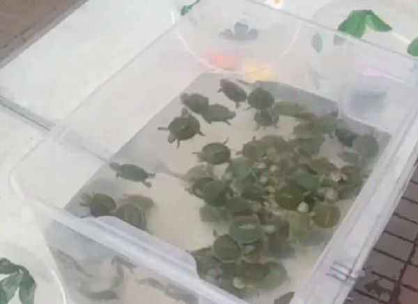 В центре Улан-Удэ развернули подозрительную торговлю красноухими черепахами