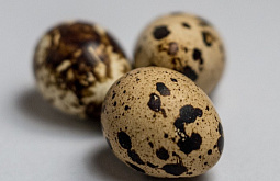 � ������-��������� ���������� ������� �� 55 ����� ����������� ��� 