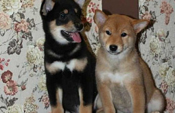 ��������� ���������� ������ ������ ����-��� ��-�� ������ 