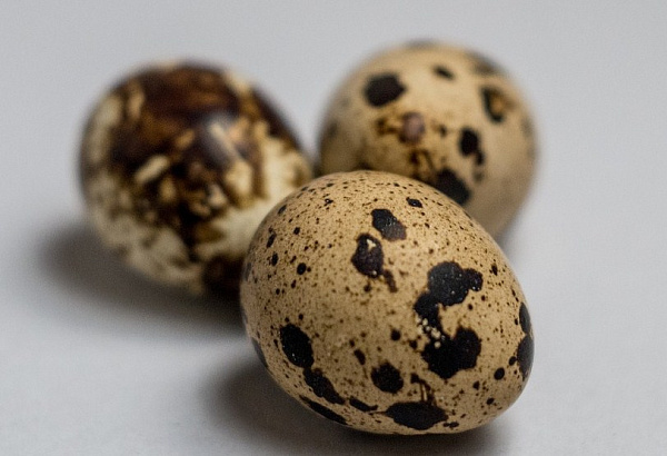 � ������-��������� ���������� ������� �� 55 ����� ����������� ��� 