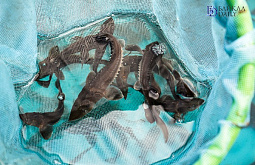 � ����-��� � ������� ��������� 4 ������ ������� ������������ ������ 