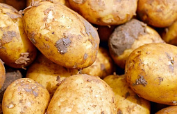 В Бурятии увеличат господдержку на производство картофеля и других овощей