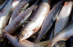 ������ �� ���� ������������� ������������ ������ ����� �� �������