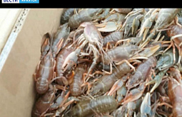 ����� ������ ���������� ��� ���������