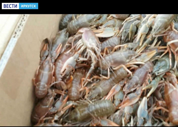 ����� ������ ���������� ��� ���������