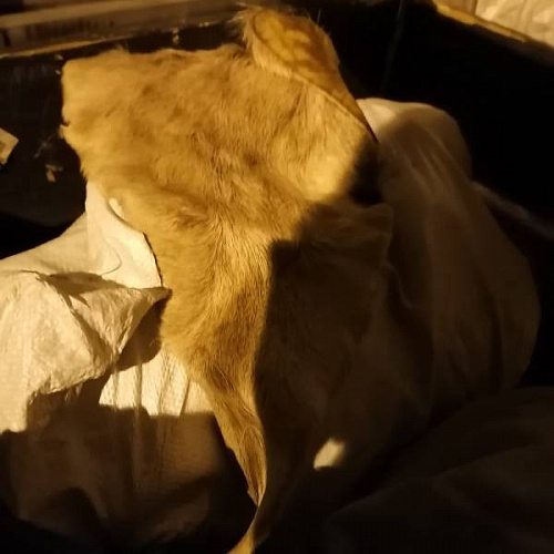 В Бурятию незаконно везли 100 кг камусов оленя 