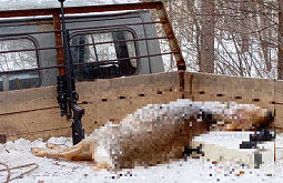 В Иркутской области трое браконьеров застрелили косулю