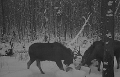 � ������� ����������� ����� ��������� ����� 