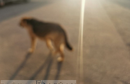 ������� ��������������� �������-����������� � ������ �������