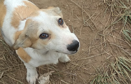 ������� ������� ���������� �� ����������������� �������