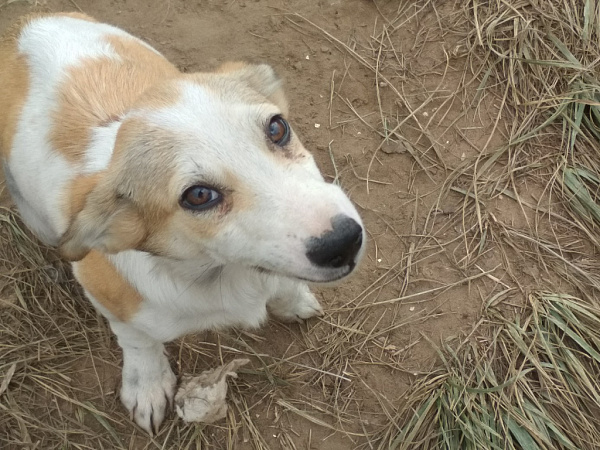 ������� ������� ���������� �� ����������������� �������