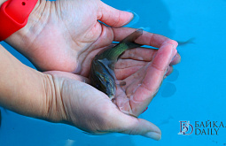 � ������� � ������ ��������� 10 ����� ������� ������