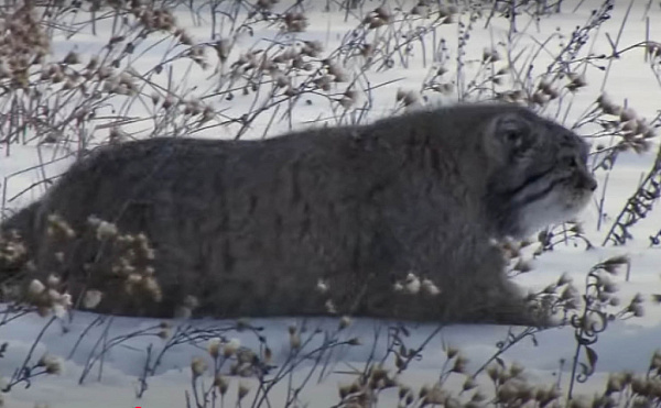 � ��������� ���� ����� 88 �������� ������������� ������� 