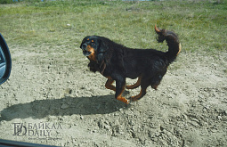 � ����� �������� �������� ����