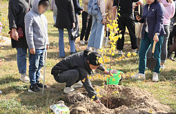 В Улан-Удэ высадили именные берёзы в память о погибших