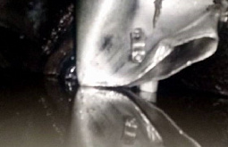 � ����������� � ����-��� ���������� ������� ������