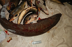 Житель Бурятии пойдёт под суд за выловленного осетра на миллион рублей  