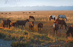 � ������� ��������� ������������ �� 700 ����� �� ���������� �������