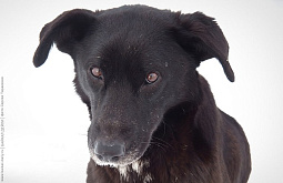 � ������� ��������� ���������� ������������� � ��������� ��������