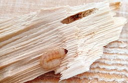 �� ������� � ����� ���� �� ��������� ��������� ������������