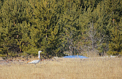 ������������� ����� �������� � �������