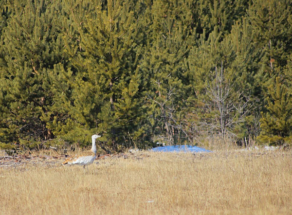 ������������� ����� �������� � �������