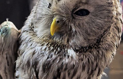 �������� ������������ ���� ���������� � ��������� ��������