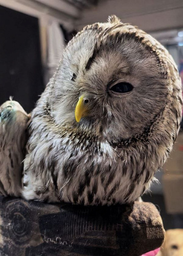 �������� ������������ ���� ���������� � ��������� ��������