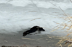 ������� ������� ������ ������� ����� � ������