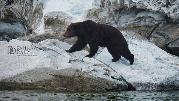Забайкалец создал петицию о запрете на прикорм медведей