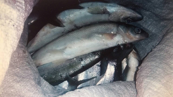 � ������� ���������� �������� ����� ����� �� 2 ���