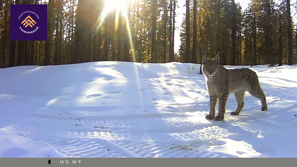 ����������� � ������� �������� ����������� ����� ����