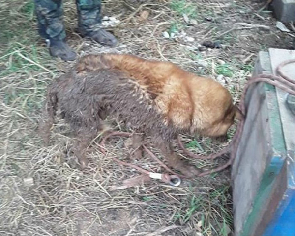 В Иркутской области спасли упавшего в выгребную яму пса