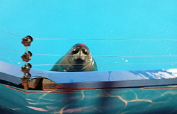 �������� � ��������� � ������� �������� ��� ��������