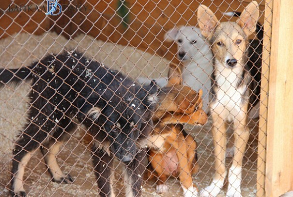 В Улан-Удэ число бездомных собак предложили уменьшать с помощью дачников 