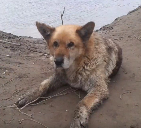 В Улан-Удэ из реки спасли парализованного пса